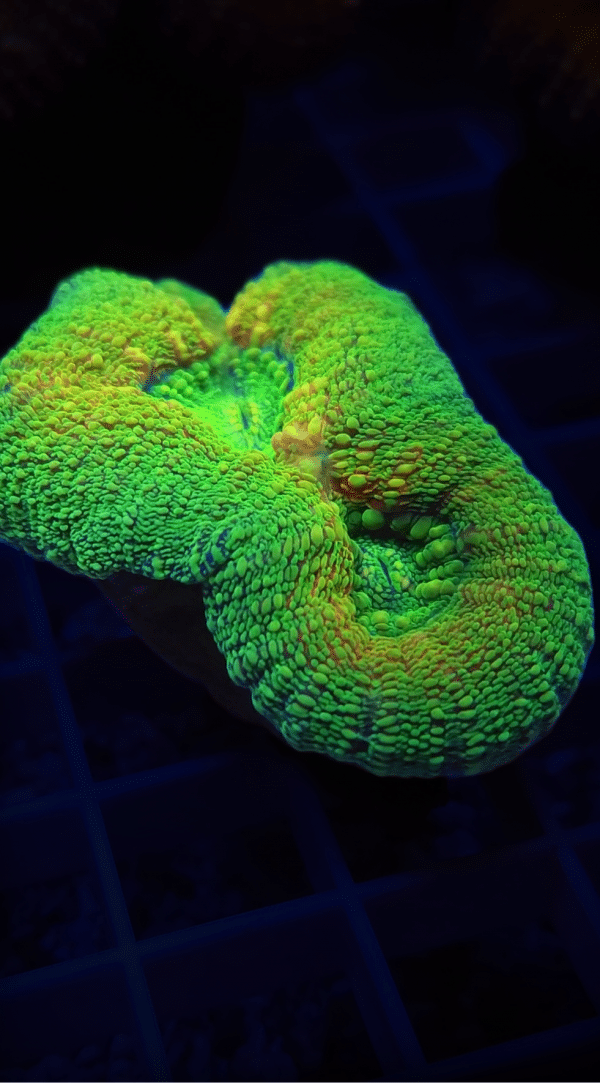 All About Corals – Royalty Reef