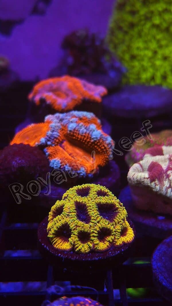 The Biology of Corals - 1/13/2025 - 6:30pm-8:30pm